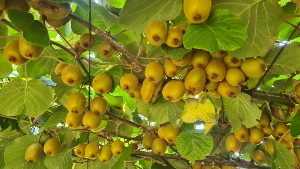 Kiwi – „Oro Verde” -zielone złoto Galicji